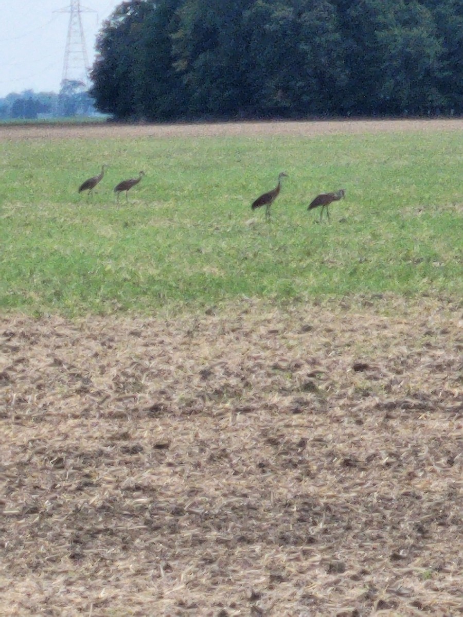 Sandhill Crane - ML622650431