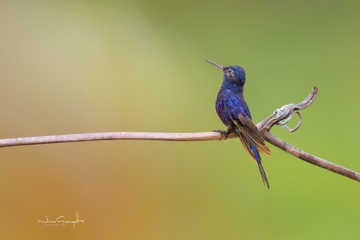 Colibrí Real - ML622650432