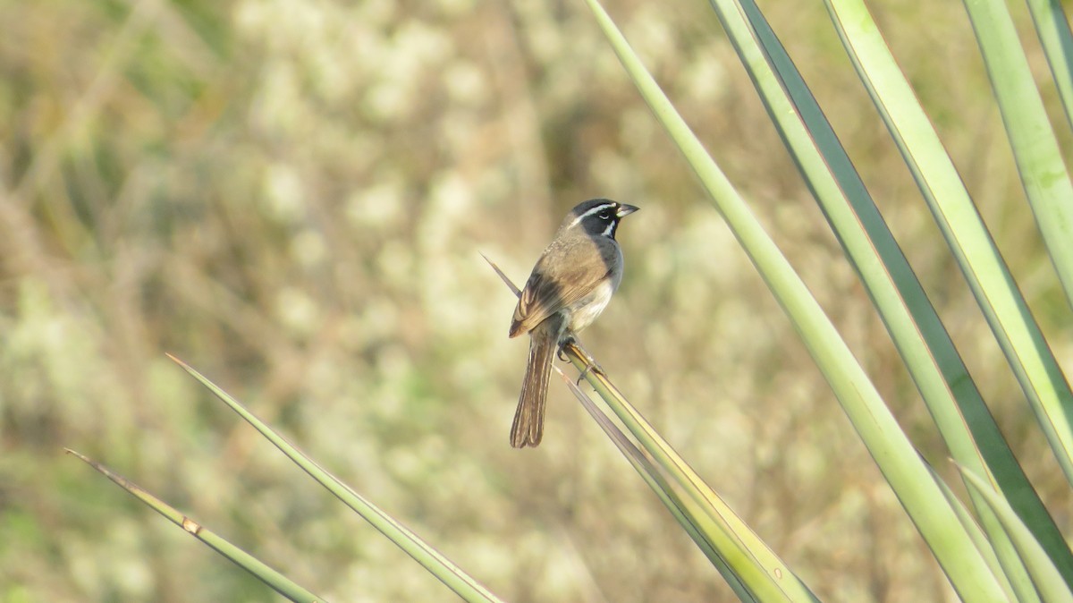 Black-throated Sparrow - ML622650440