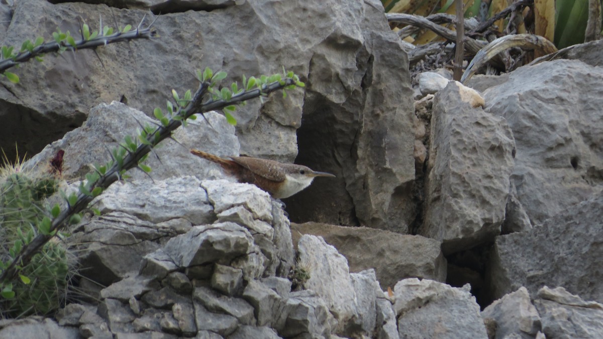 Canyon Wren - ML622650451