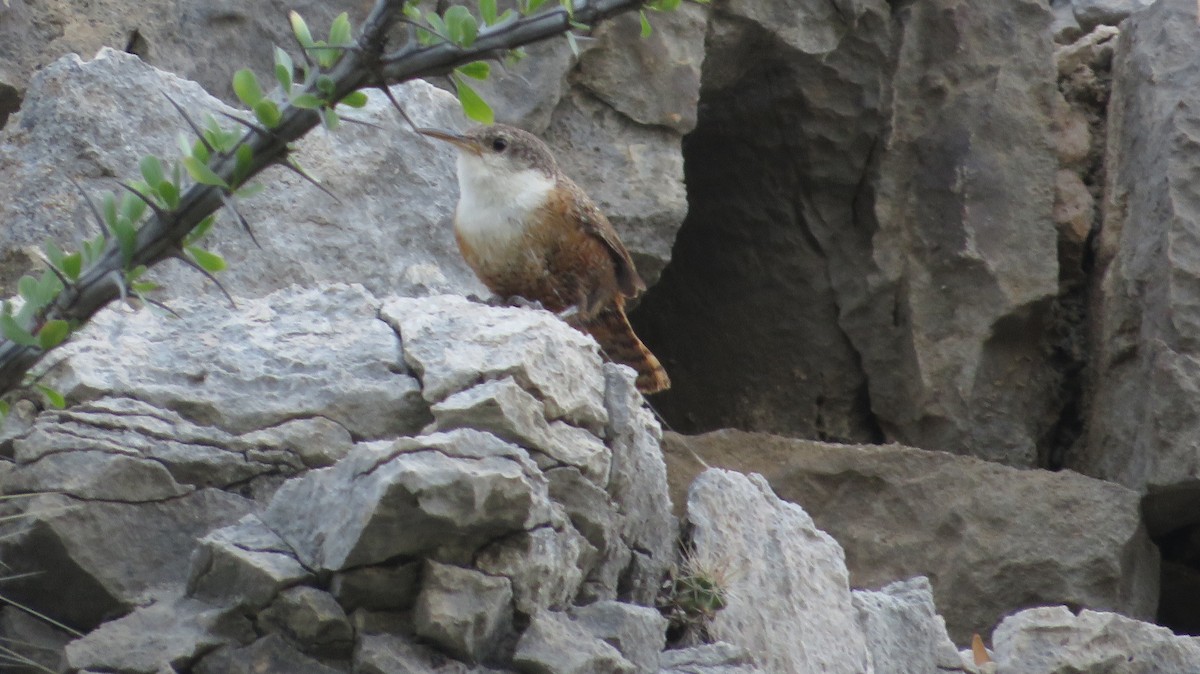 Canyon Wren - ML622650453