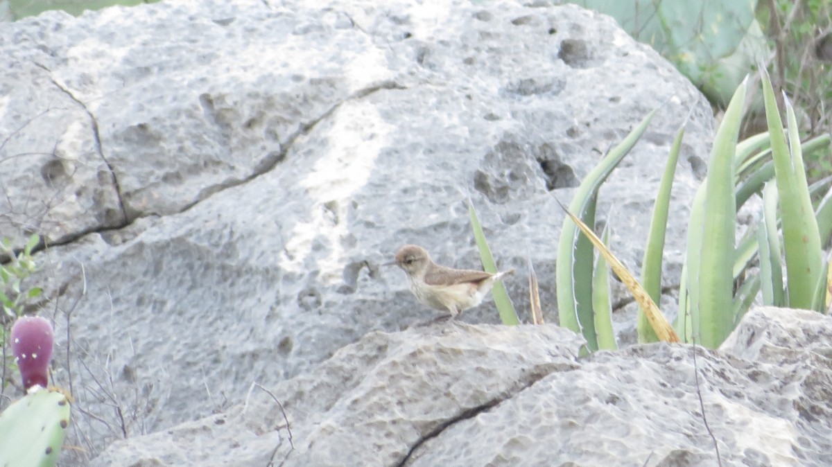 Rock Wren - ML622650462