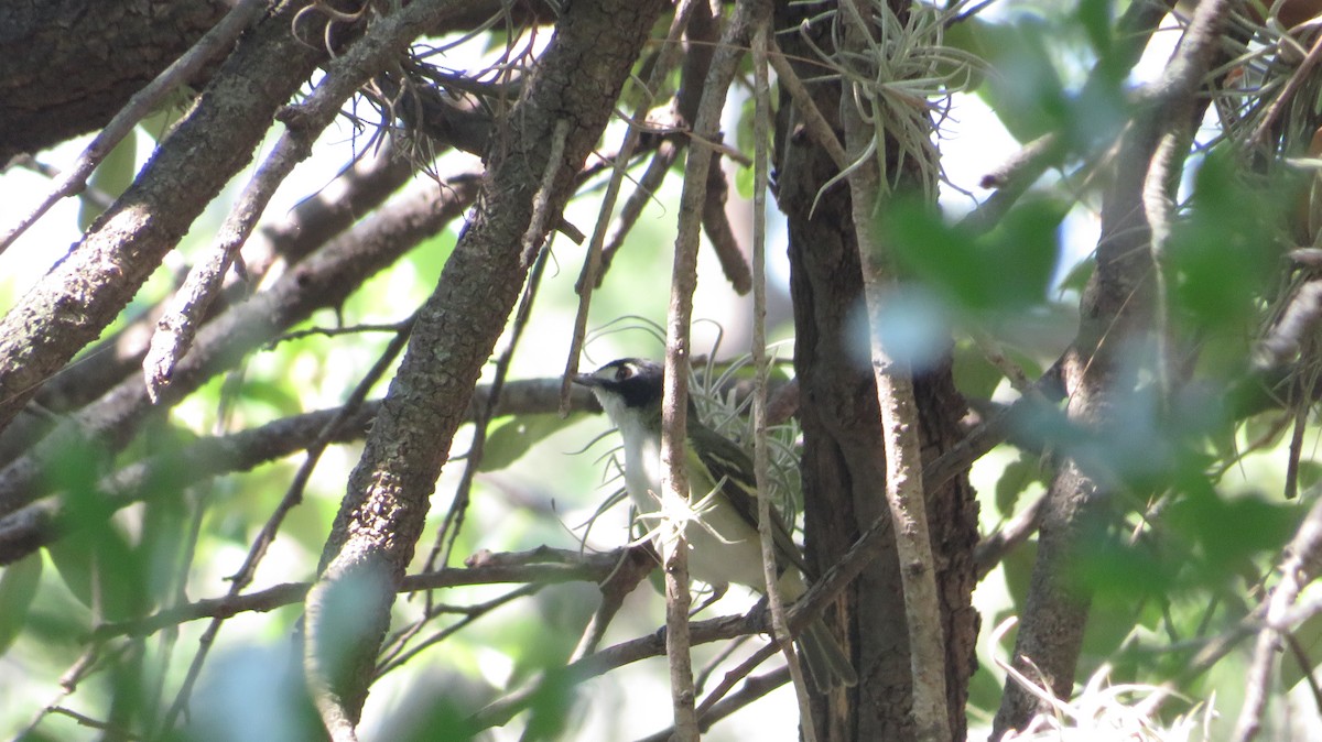 Black-capped Vireo - ML622650489