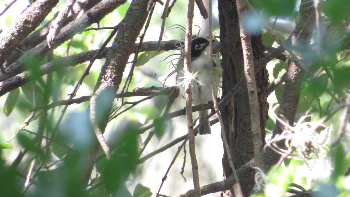 Black-capped Vireo - ML622650491