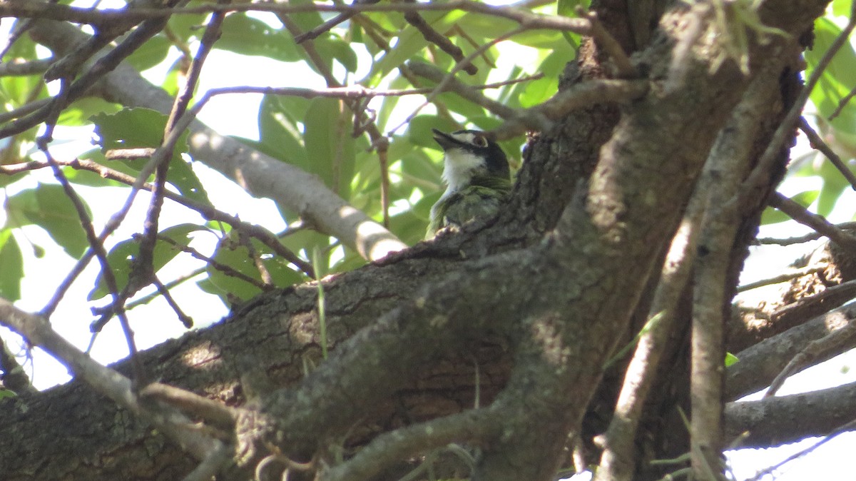 Black-capped Vireo - ML622650492