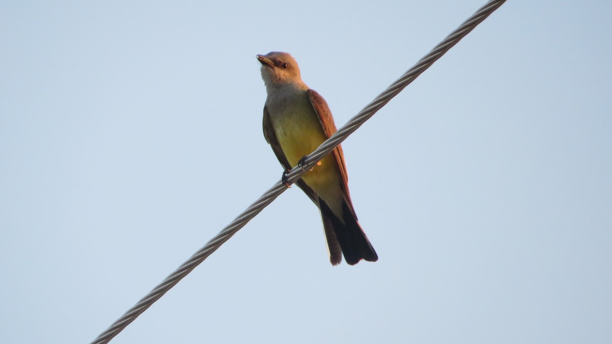 Western Kingbird - ML622650493