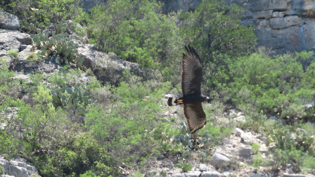 Zone-tailed Hawk - ML622650502