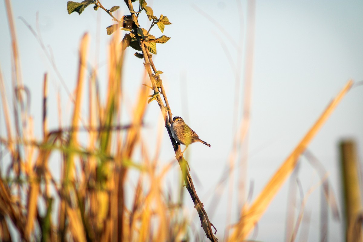 Grassland Sparrow - Gabriel Almeida