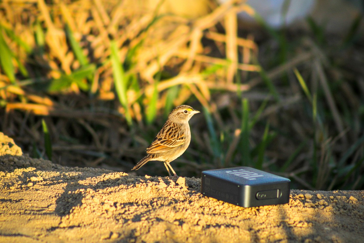 Grassland Sparrow - Gabriel Almeida