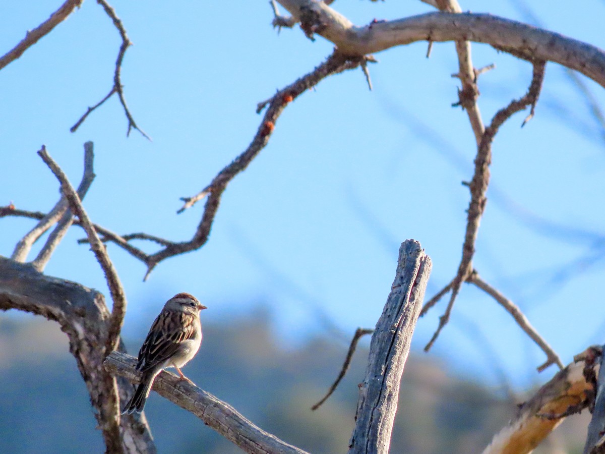 Chipping Sparrow - ML622650565