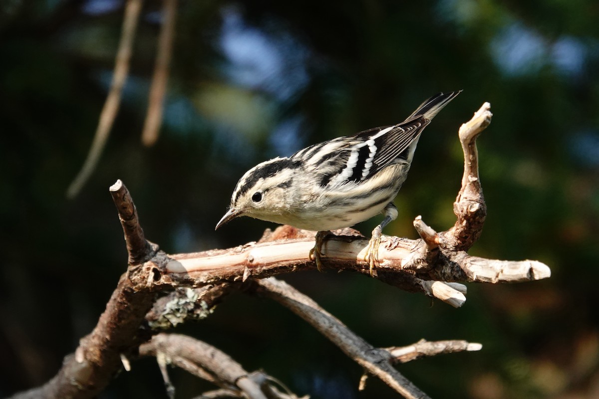 Black-and-white Warbler - Vincent Rufray