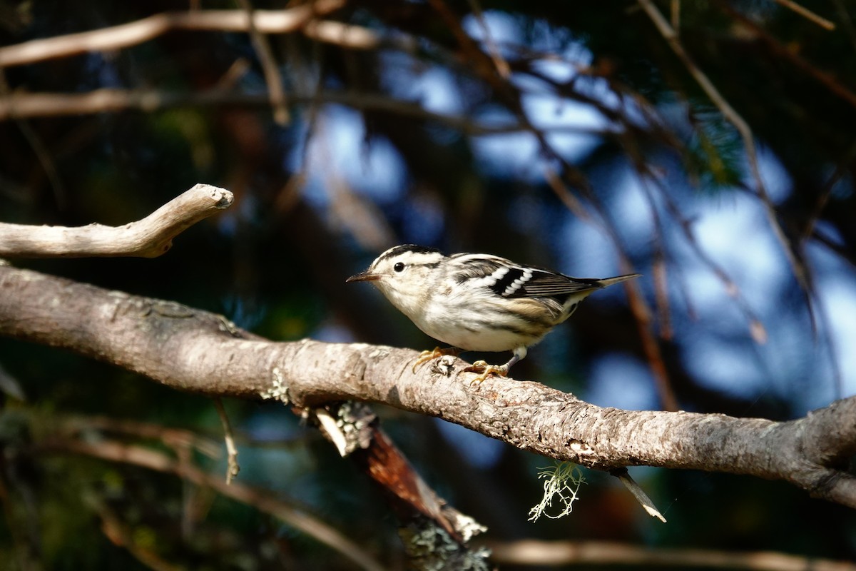 Black-and-white Warbler - Vincent Rufray