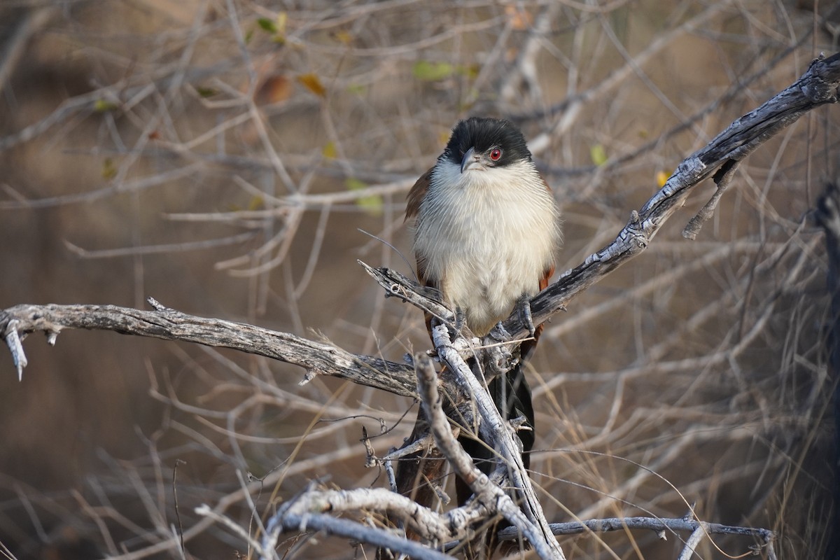 White-browed Coucal (Burchell's) - ML622650660