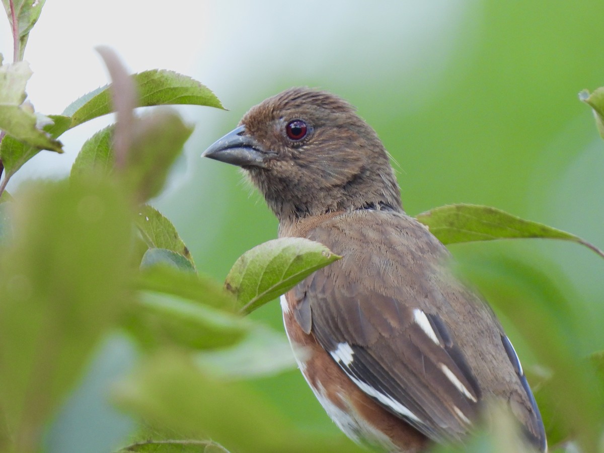 Eastern Towhee - ML622650662