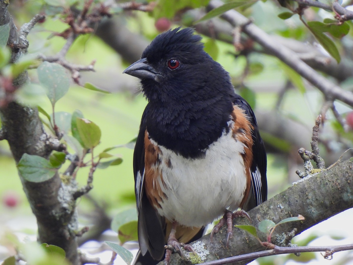 Eastern Towhee - ML622650663