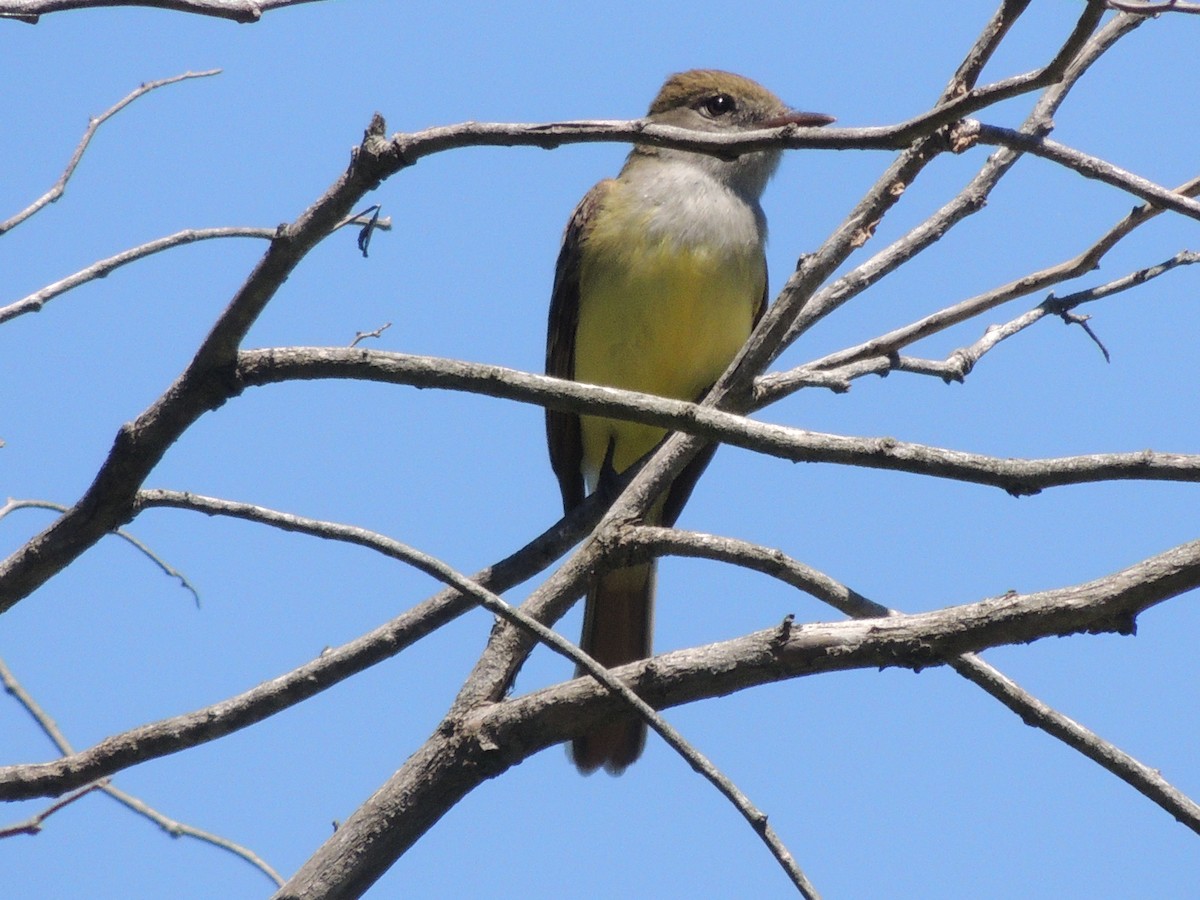 Great Crested Flycatcher - ML622650721