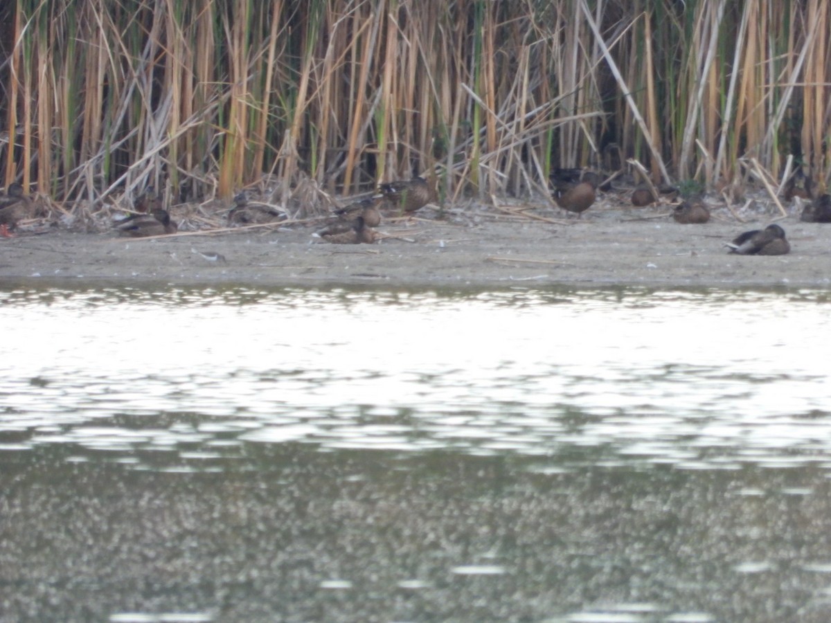 Common Sandpiper - ML622650753