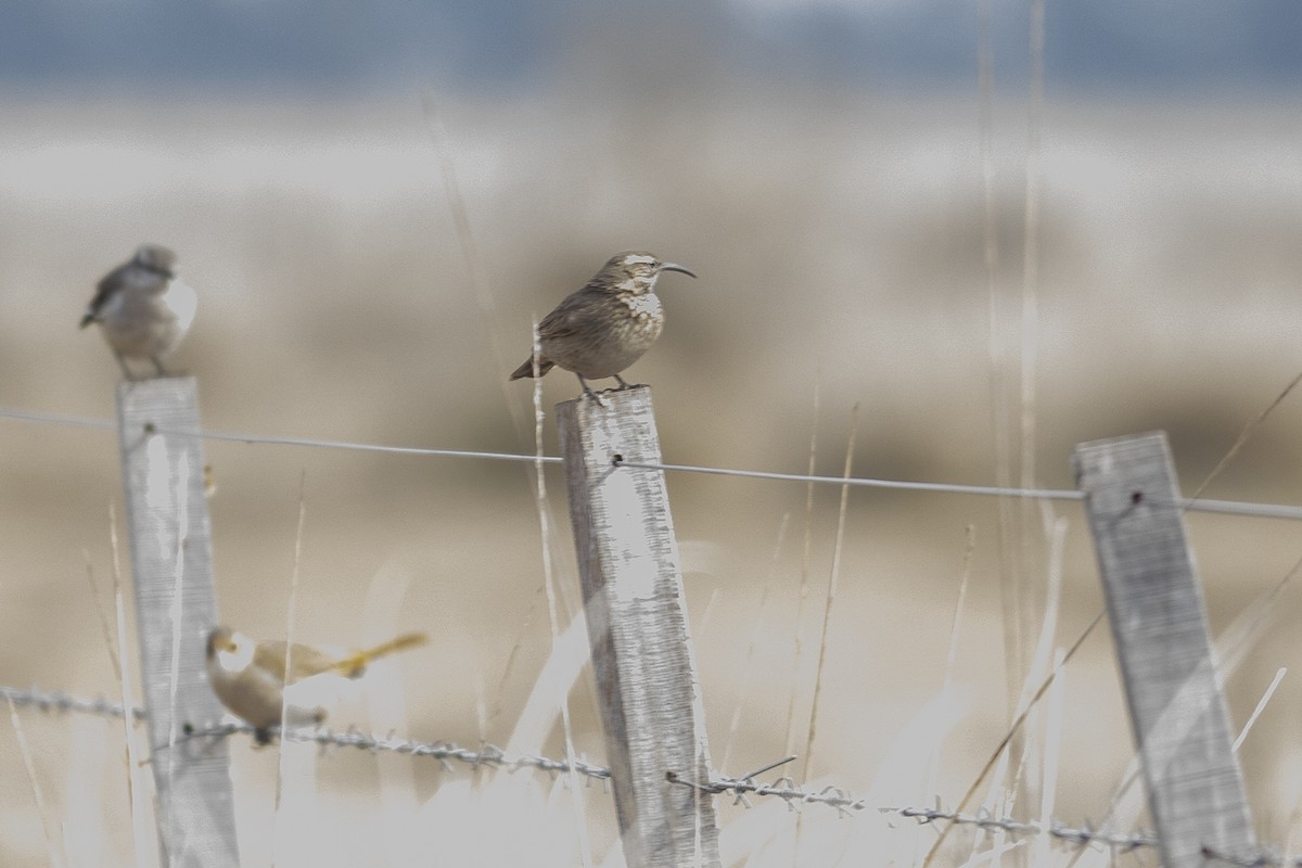 Scale-throated Earthcreeper - ML622650759