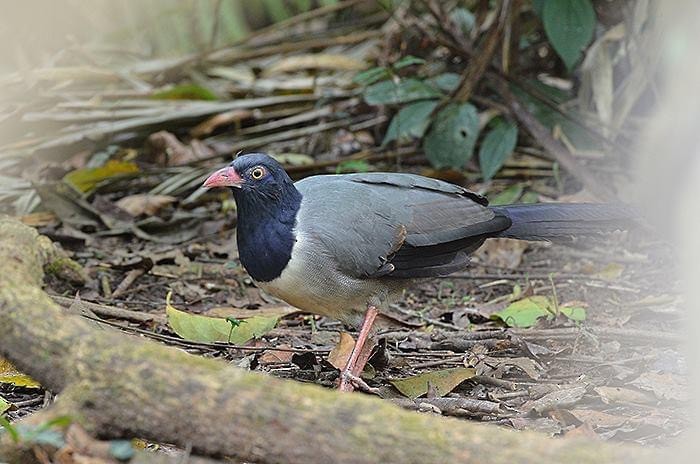 Coral-billed Ground-Cuckoo - ML622650792