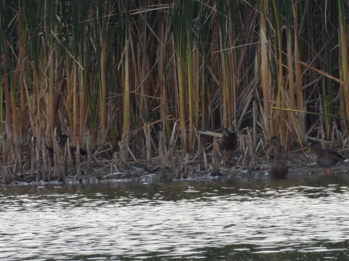 Green Sandpiper - ML622650800