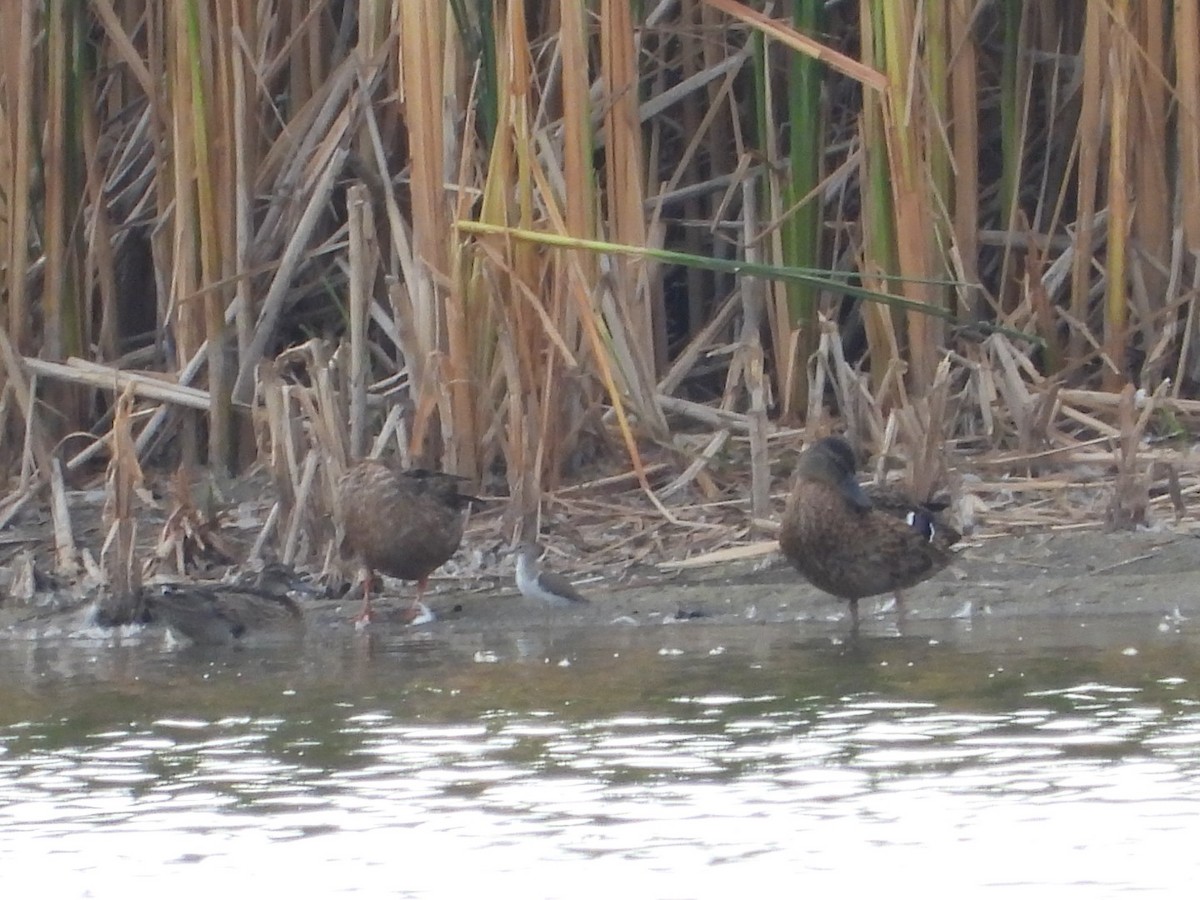 Green Sandpiper - ML622650801