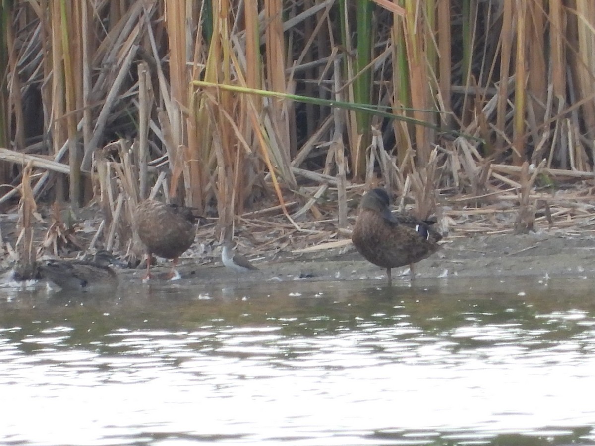 Green Sandpiper - ML622650802