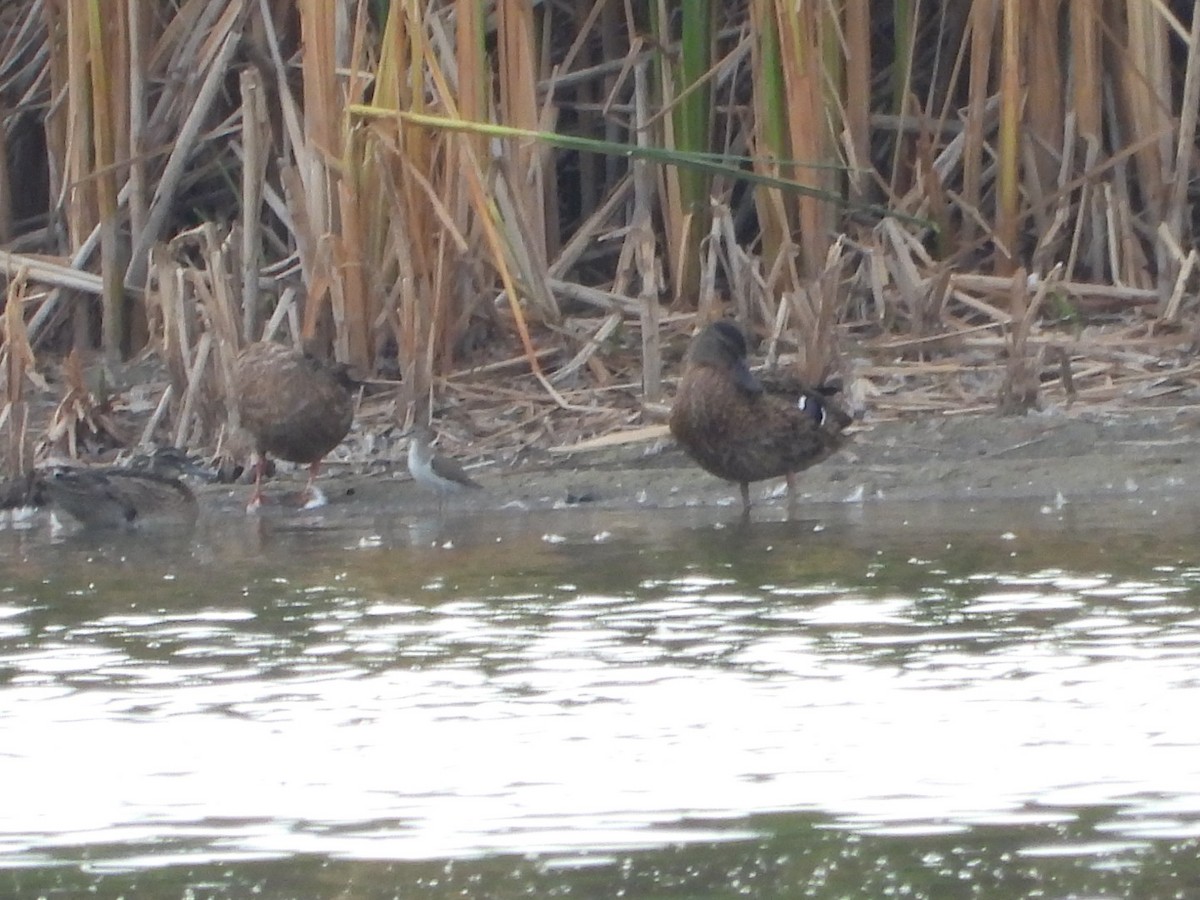 Green Sandpiper - ML622650803