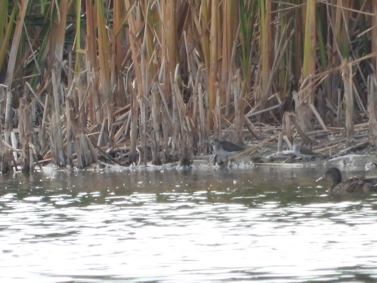 Green Sandpiper - ML622650804