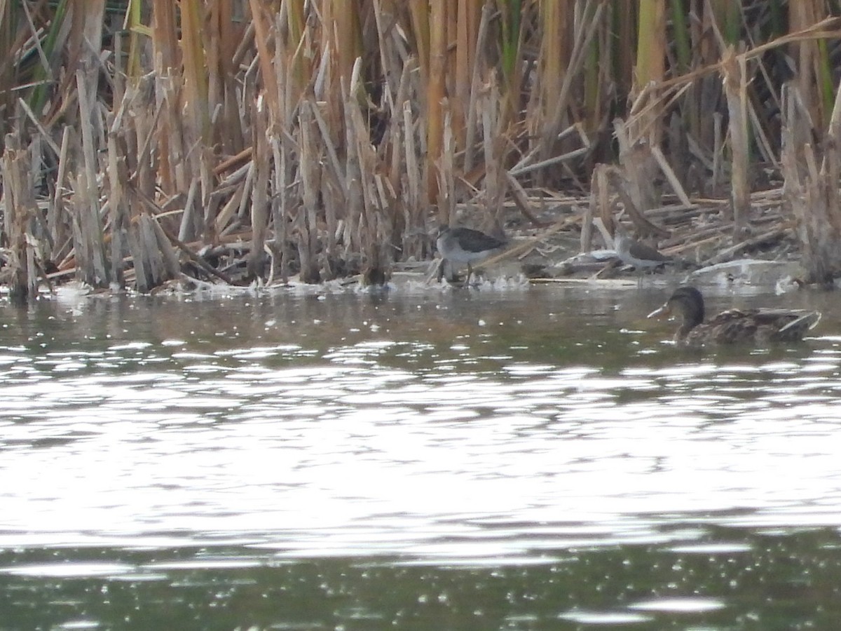 Green Sandpiper - ML622650805