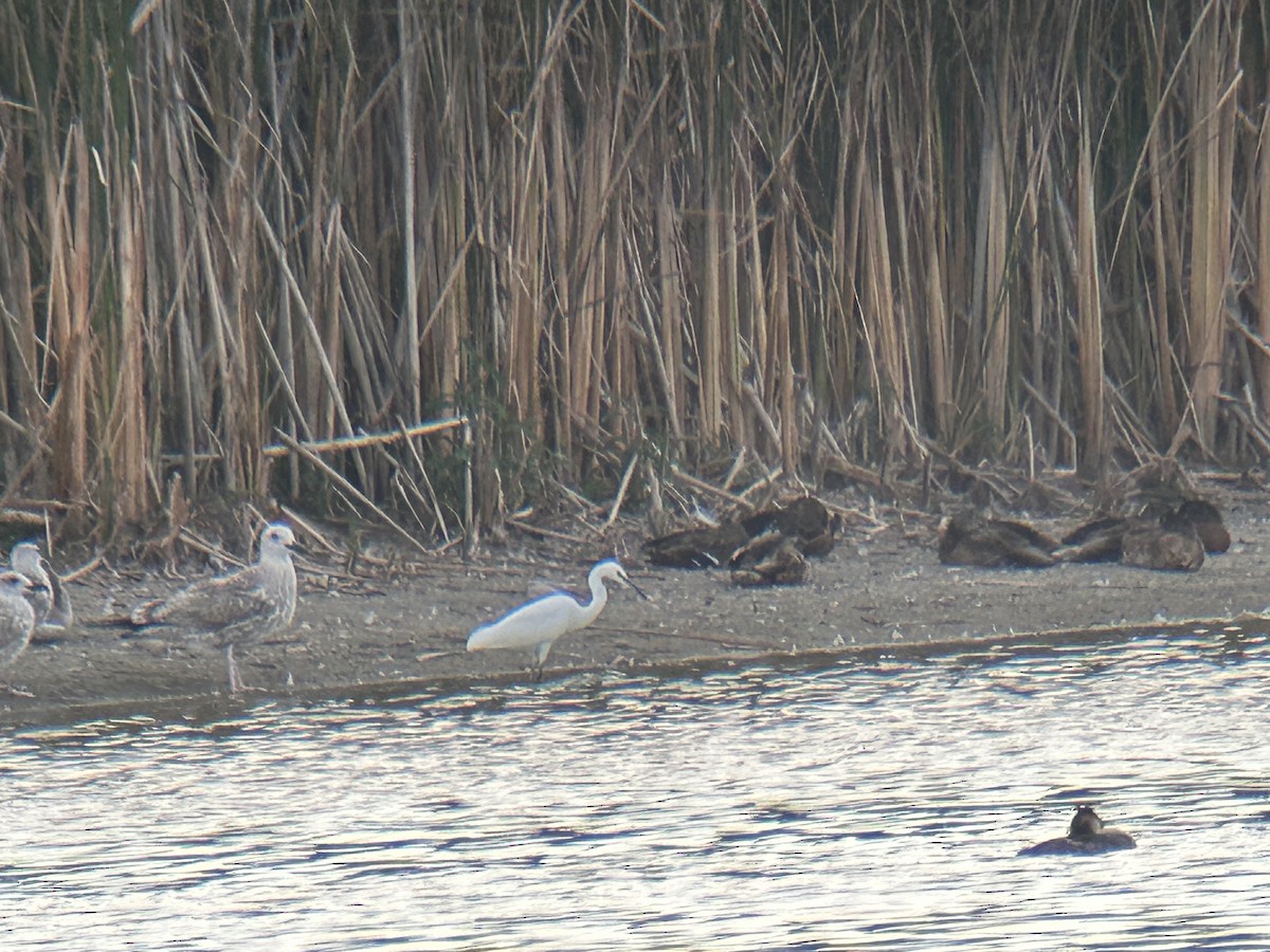 Caspian Gull - ML622650816