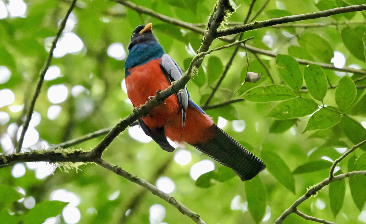 Lattice-tailed Trogon - ML622650877