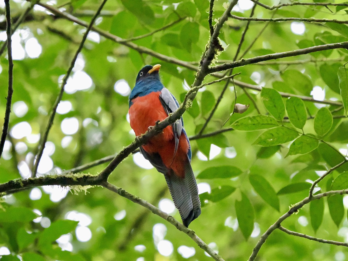 Lattice-tailed Trogon - ML622650878