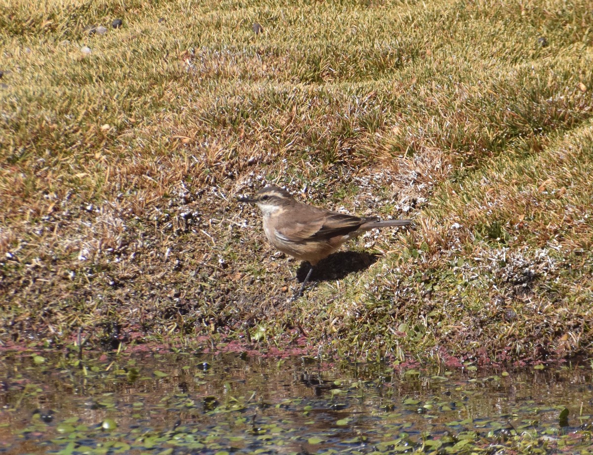 White-winged Cinclodes - ML622650939