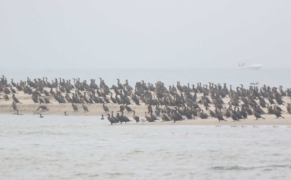 Double-crested Cormorant - ML622651014