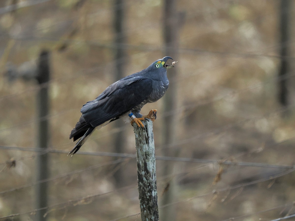 Hook-billed Kite - ML622651020