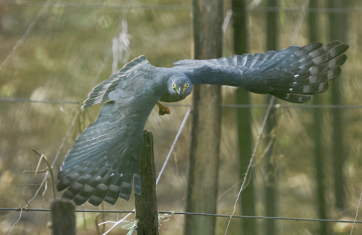 Hook-billed Kite - ML622651021