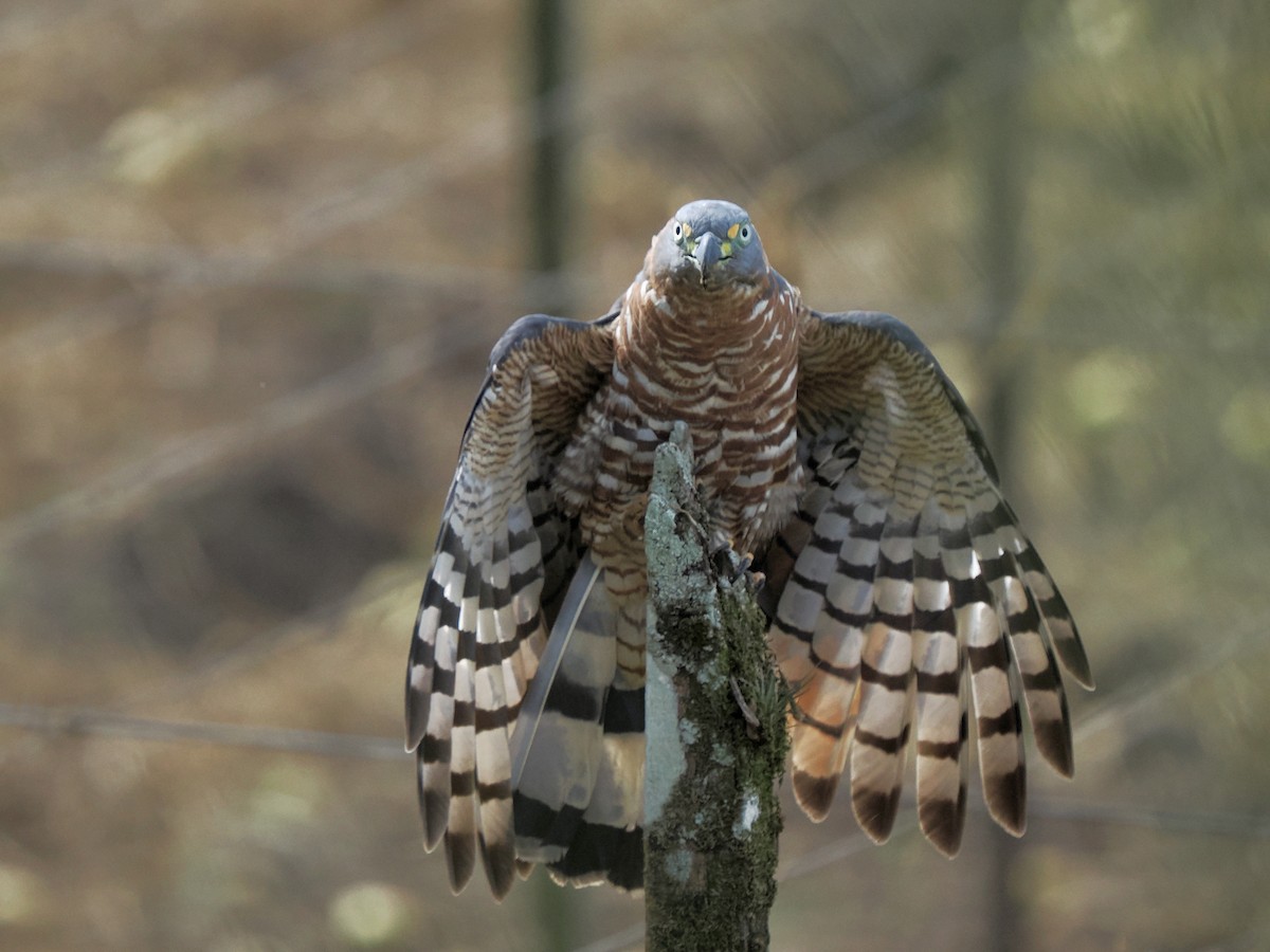 Hook-billed Kite - ML622651022