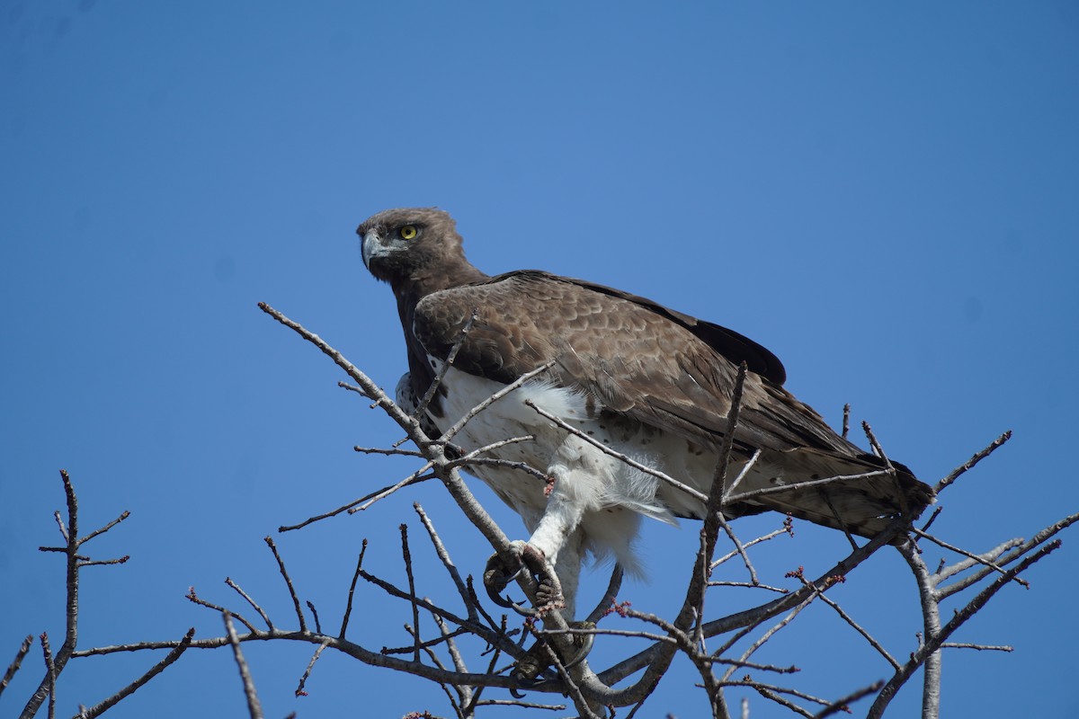 Martial Eagle - Taco Spanbroek