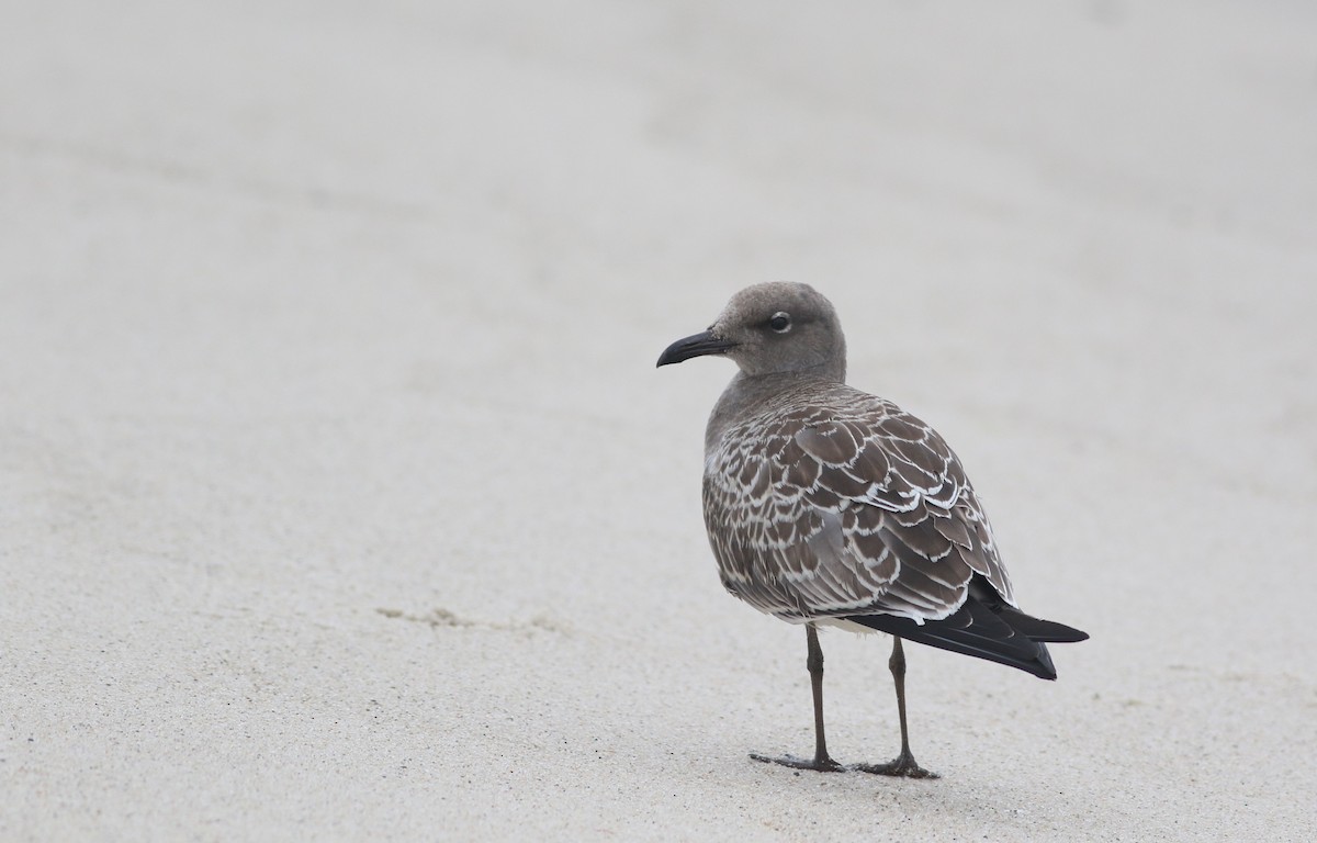Laughing Gull - ML622651034