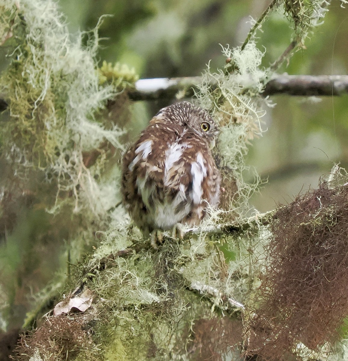 Costa Rican Pygmy-Owl - Rishab Ghosh