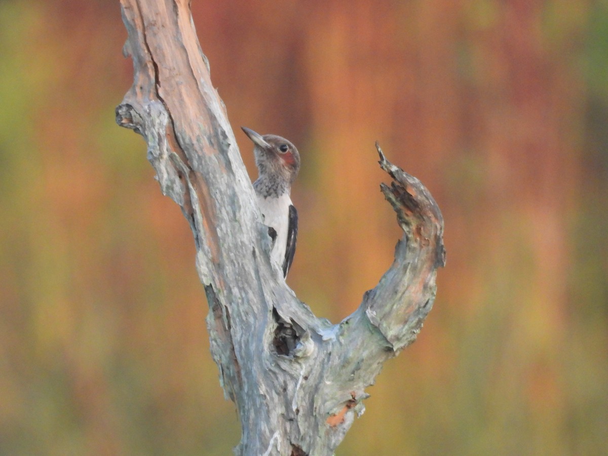 Red-headed Woodpecker - Chris Brantley