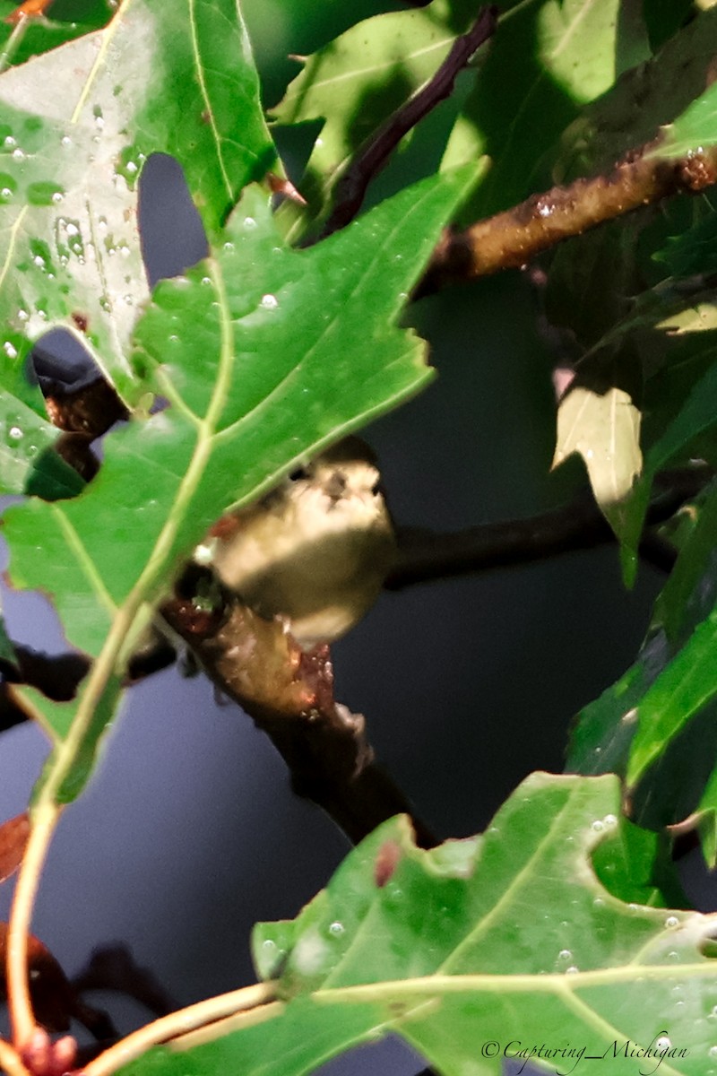 Tennessee Warbler - Capturing Michigan