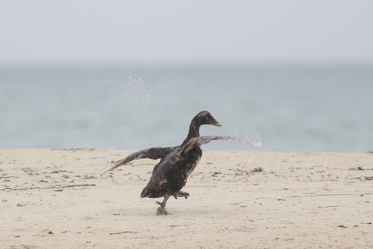 Common Eider (Dresser's) - ML622651109