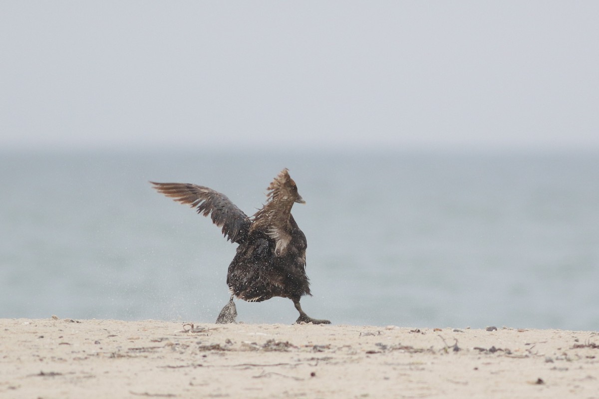 Common Eider (Dresser's) - ML622651119