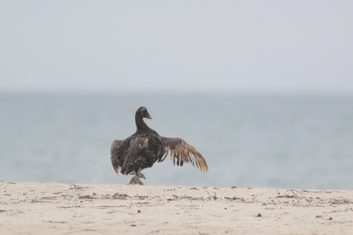 Common Eider (Dresser's) - ML622651135