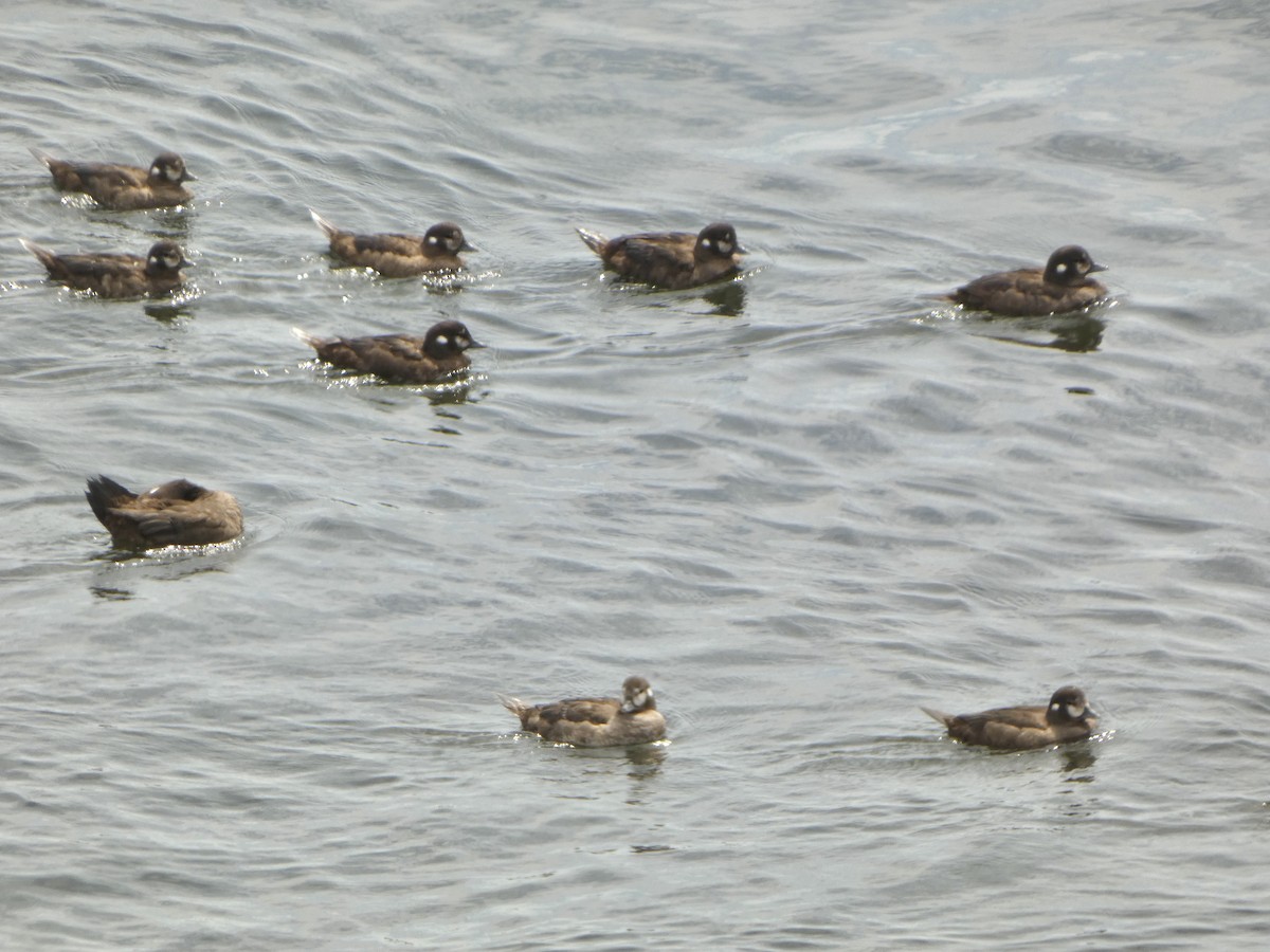 Harlequin Duck - ML622651149