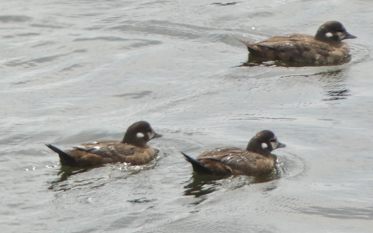 Harlequin Duck - ML622651151