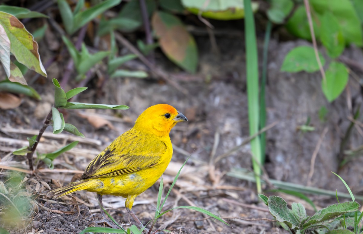 Saffron Finch (Saffron) - ML622651249