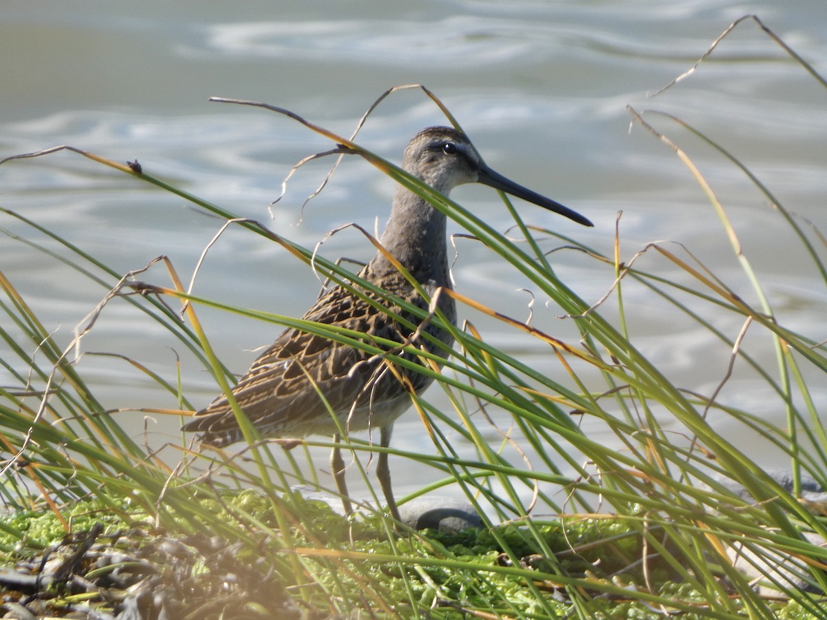 Short-billed Dowitcher - ML622651265