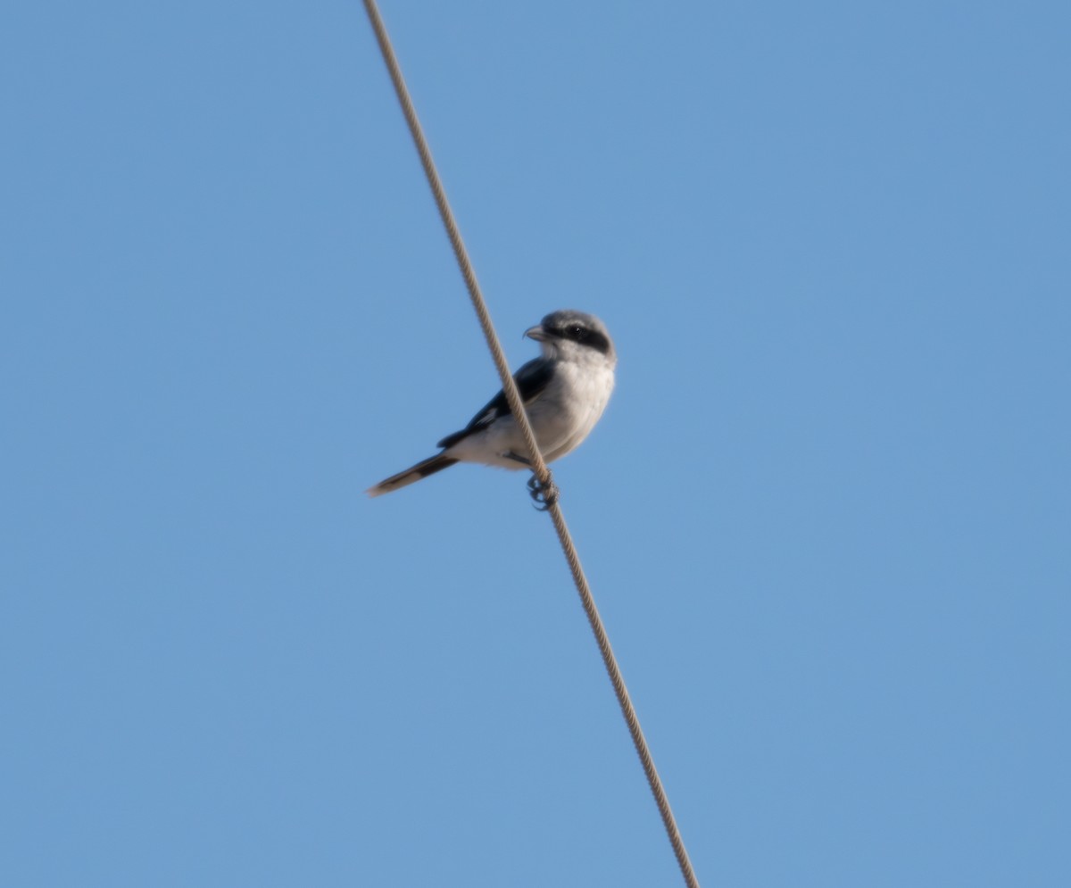 Loggerhead Shrike - ML622651363